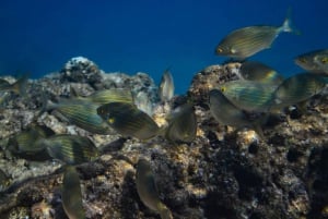 Guided Marine Life Excursion in Estepona