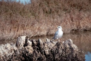 Guided Marine Life Excursion in Estepona