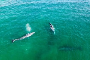 Guided Marine Life Excursion in Estepona