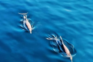 MANGO BOAT - Båd uden licens i Puerto Banús