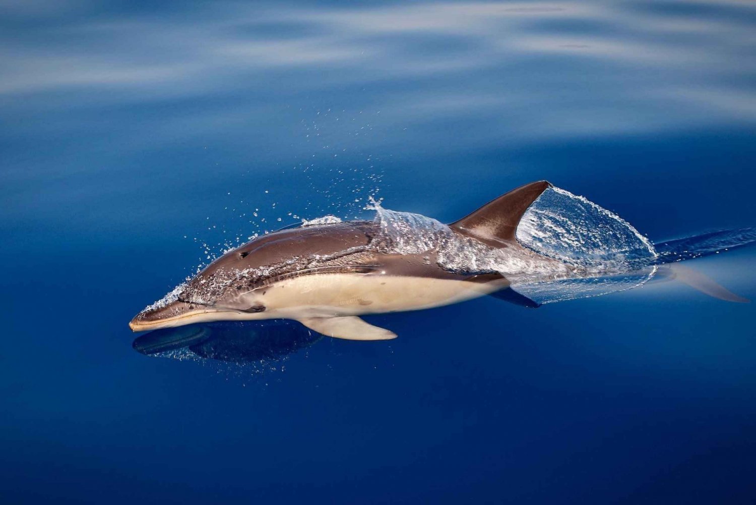 Marbella: Dolphin Watching Boat Tour