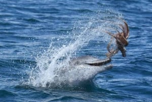 Marbella: Dolphin Watching Boat Tour