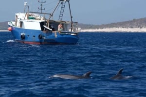 Marbella: Dolphin Watching Boat Tour