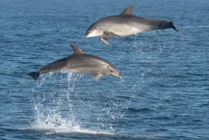 Marbella: Dolphin Watching Boat Tour