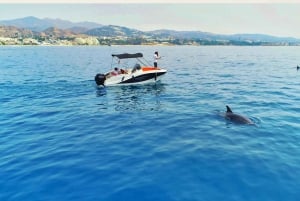 Marbella: Bootstour zur Delphinbeobachtung
