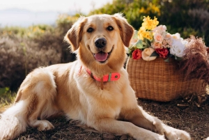 Marbella: Private Luxury Pop-Up Picnic In Nature