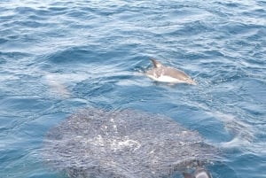 Marbella: Puerto Banús båtuthyrning med inget licensbehov