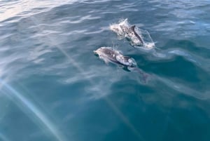 Marbella: Sailing & Dolphin Watching with Snacks and Drinks