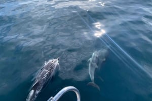 Marbella: Sailing & Dolphin Watching with Snacks and Drinks