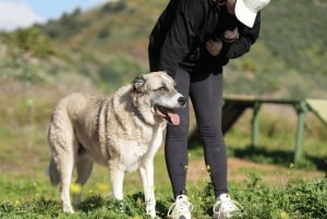 Marbella : promenez des chiens dans le plus grand refuge pour chiens de la Costa del Sol