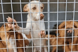 Marbella : promenez des chiens dans le plus grand refuge pour chiens de la Costa del Sol