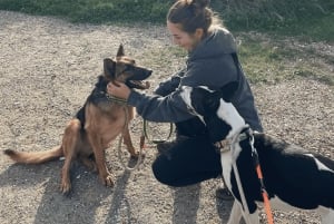 Marbella : promenez des chiens dans le plus grand refuge pour chiens de la Costa del Sol