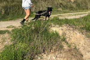 Marbella : promenez des chiens dans le plus grand refuge pour chiens de la Costa del Sol