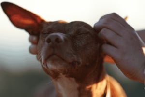 Marbella : promenez des chiens dans le plus grand refuge pour chiens de la Costa del Sol