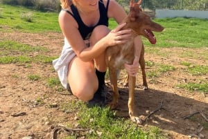 Marbella : promenez des chiens dans le plus grand refuge pour chiens de la Costa del Sol