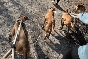 Marbella : promenez des chiens dans le plus grand refuge pour chiens de la Costa del Sol