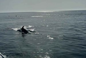 Paseo en yate con amplio solarium + avistamiento de delfines