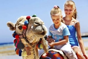 Privat Tanger-tur fra Marbella inklusive kamel og frokost