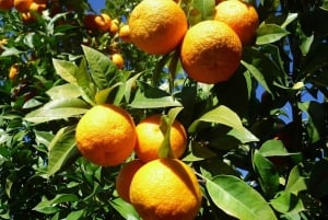 セビリア：eBike で行くフラメンコ ツアーとショー