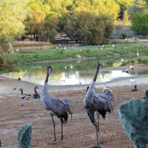 Cañada de los Pájaros