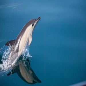 Delfinbeobachtungsabenteuer in der Bucht von Estepona