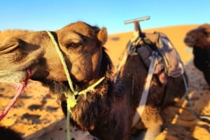 3-Day Desert Adventure: Ouarzazate to Merzouga