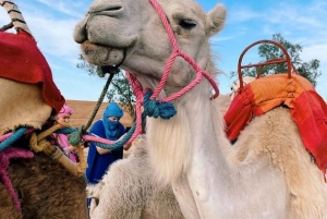 3-Daagse Marokko Woestijntour van Marrakech naar Fez