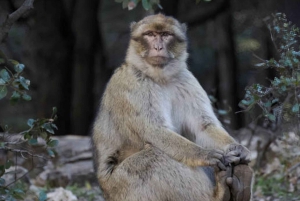 Marrakech: 3 päivän ylellinen aavikkokierros Fesiin Merzougan kautta.