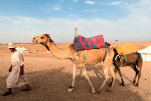 Agafay Desert Camel Ride Sunset Tour with Dinner Show