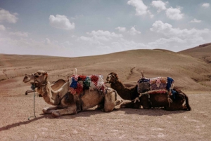 Paquete Desierto de Agafay : Paseo en camello y cena con espectáculo