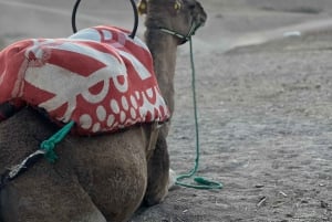 Marraquexe: Passeio de camelo no deserto de Agafay, piscina, jantar, espetáculo.