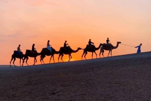 Giro in cammello al tramonto nel deserto di Agafay con cena al campo