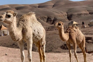Giro in cammello al tramonto nel deserto di Agafay con cena al campo