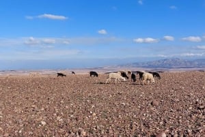 Agafay Desert Sunset Tour with Camel Ride ,Dinner and Show