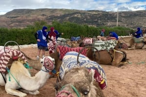 Marrakech: quadrijden en kameelrijden, dinershow in de Agafay-woestijn