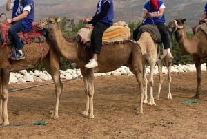 Marrakech: quadrijden en kameelrijden, dinershow in de Agafay-woestijn