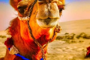 Marrakech: quadrijden en kameelrijden, dinershow in de Agafay-woestijn