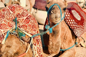 Agafay: Firehjuling, autentisk middag og show fra Marrakech