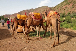 Ao pôr do sol, você faz um passeio de camelo no palmerai de Marrakesh
