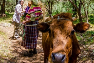 Marrakech : randonnée dans les montagnes et les vallées de l'Atlas avec déjeuner