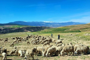 Atlas Mountains: Berber Villages, Waterfalls & Camel Ride