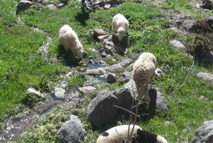 Dagsutflykt till Atlasbergen och Ourikadalen från Marrakech