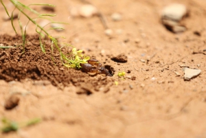 Tilbring en naturlig dag uden for Den Røde By: keramik, gåtur, pool
