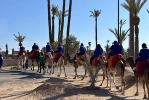 Balade à dos de chameau dans la palmeraie de Marrakech