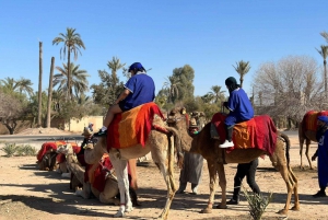 Balade à dos de chameau dans la palmeraie de Marrakech