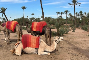 Kamelridningseventyr gjennom Marrakeshs ørkenlandsbyer