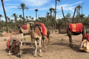Kamelridningseventyr gjennom Marrakeshs ørkenlandsbyer