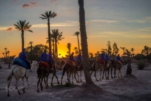 Kameliratsastus Marrakechin palmupuistossa