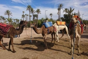 Kamelenrit in de palmbossen van Marrakech