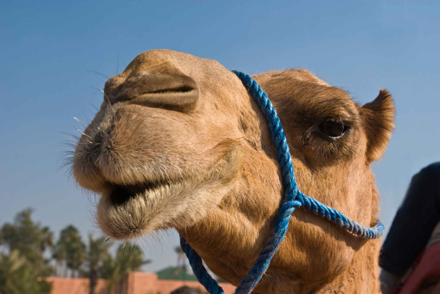 Camel Ride Marrakech Palmeraie